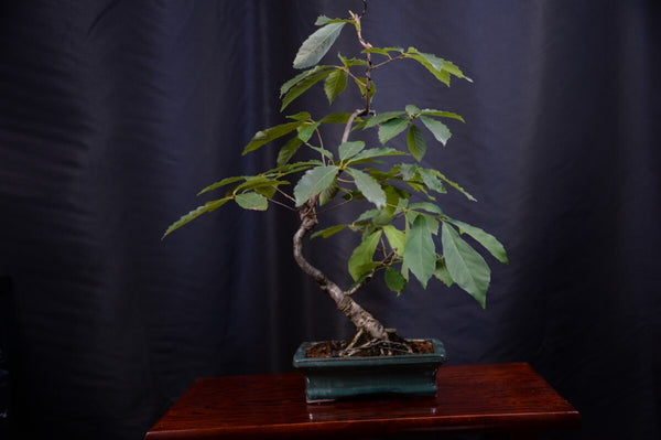 盆栽コナラ v1198830118