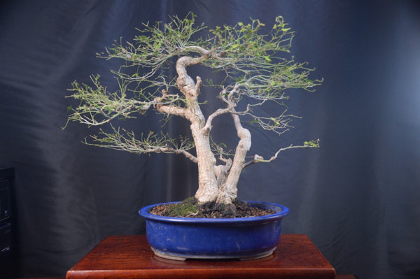 盆栽モミジ鹿島 x1199003349