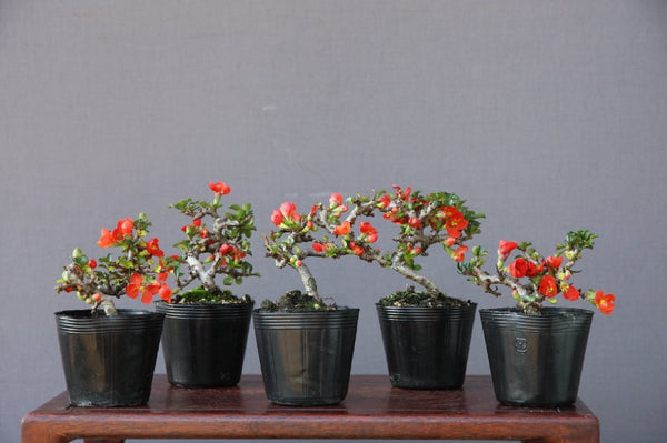 長寿梅５本セット　　　　　　　小品盆栽　樹齢５年 r1200846385