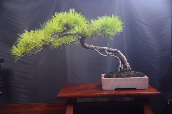 盆栽アカマツ k1205061162