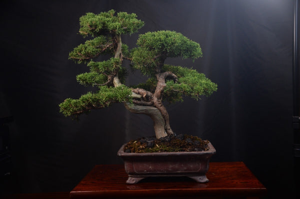 盆栽シンパク f1205061822