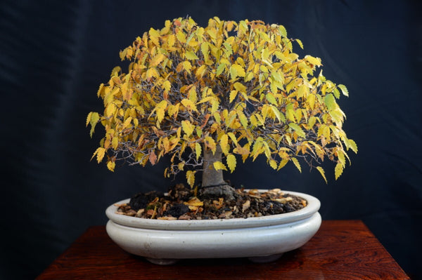 盆栽ケヤキ m1209260886