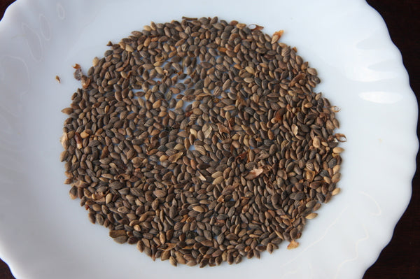 赤松の種100粒　　　　　　全国　　　　　たね実生黒松五葉松真柏楓梅皐月欅植木蘭鉢お花お祝いプレゼント k1209413454