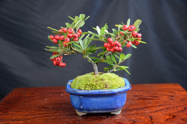 盆栽ピラカンサ d1211182261