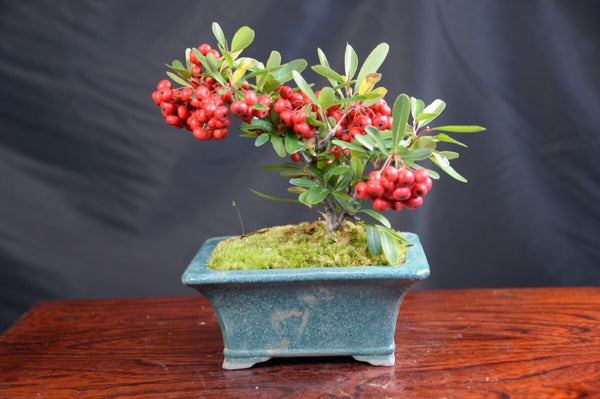 盆栽ピラカンサ２ p1211177495