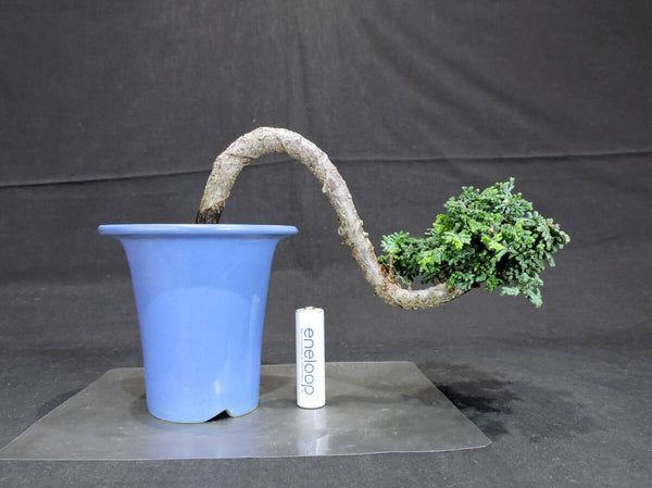 ヒノキ 石化桧 盆栽 奥行10cm 横幅21cm 高さ14cm e1199743435