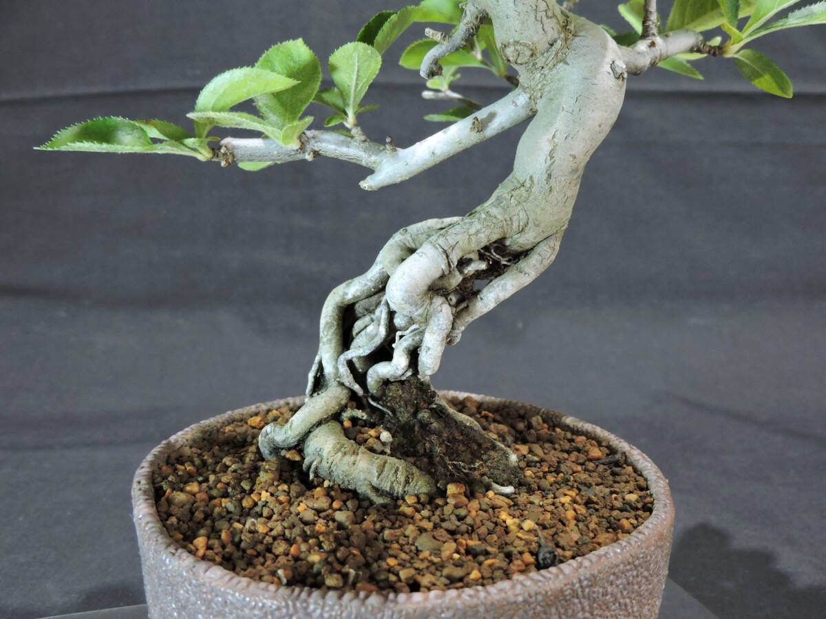 日本鎌柄 ( 鎌柄 / ニホンカマツカ / カマツカ ) 盆栽 奥行19cm 横幅