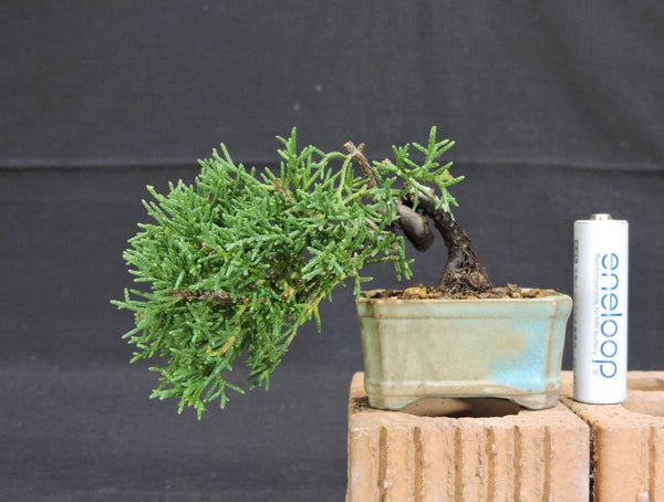 糸魚川真柏 懸崖 ミニ盆栽 奥行9cm 横幅11cm 高さ7cm f1205173901