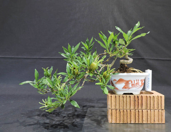 クチナシ ( 梔子 / 山梔子 ) 懸崖 盆栽 奥行17cm 横幅24cm 高さ17cm o1207537998