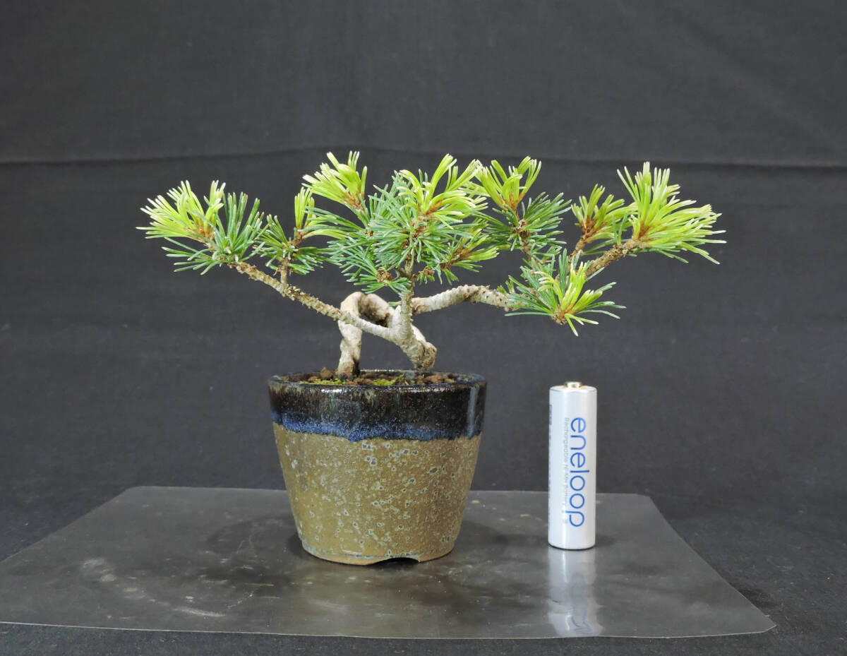 Japanese Bonsai - Pine | Plant Bonsai and Gardening Supplies