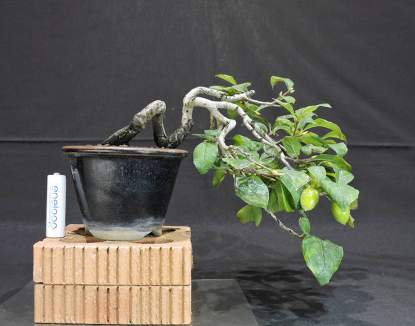 柿 老爺柿 ( ロウヤ柿 / ロウヤガキ ) 懸崖 盆栽 奥行20cm 横幅27.5cm 高さ15cm k1205167737