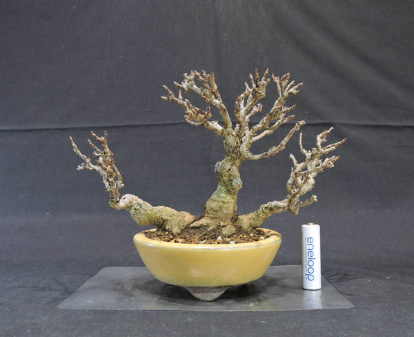 楓 盆栽 奥行14cm 横幅21cm 高さ16cm s1209548350