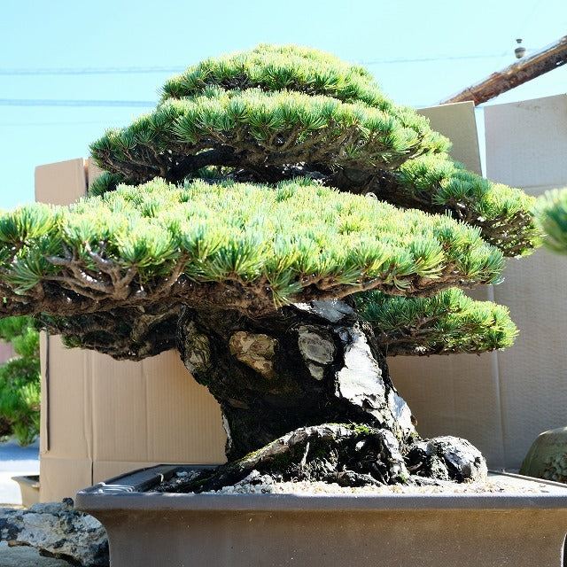 大品宮島五葉松盆栽 宮島五葉松大品盆栽／樹齢100年– 森流- 奇異