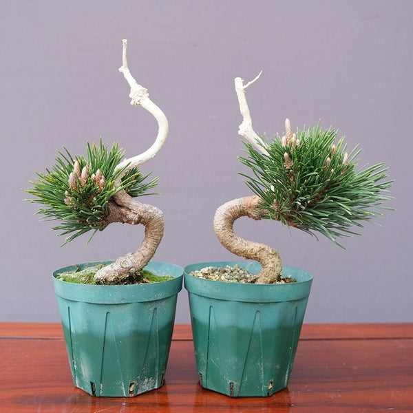 千寿丸２本セット　　　　小品盆栽／樹齢7年 x1194693382