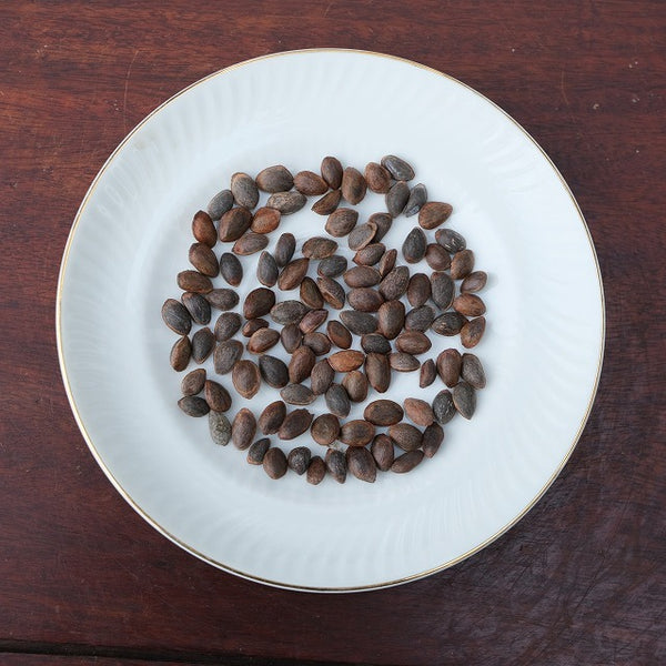 石鎚五葉松　種100粒　　代引き日時指定不可（四国　明石）実生盆栽用 1211474005