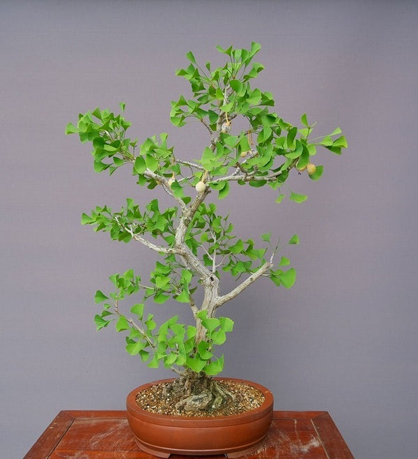 実なりいちょう　　　　　大品盆栽／樹齢５０年 s1200746399