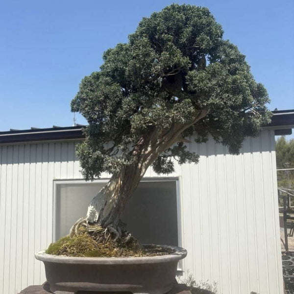 盆栽 真柏 樹高 約84cm しんぱく Juniperus chinensis シンパク ヒノキ科 常緑樹 観賞用 大型 d1198426907