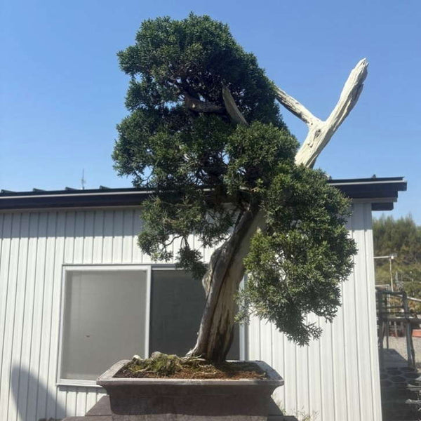 盆栽 真柏 樹高 約76cm しんぱく Juniperus chinensis シンパク ヒノキ科 常緑樹 観賞用 大型 m1198409071