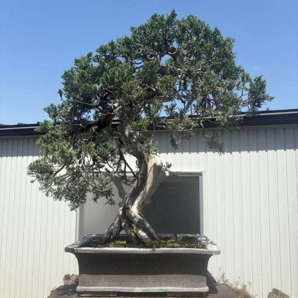 盆栽 真柏 樹高 約70cm しんぱく Juniperus chinensis シンパク ヒノキ科 常緑樹 観賞用 大型 f1198411313