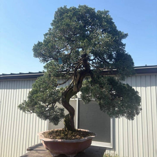 盆栽 真柏 樹高 約78cm しんぱく Juniperus chinensis シンパク ヒノキ科 常緑樹 観賞用 大型 x1198410335