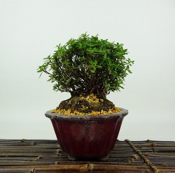 盆栽 皐月 早乙女小町 樹高 約12cm さつき Rhododendron indicum サツキ ツツジ科 常緑樹 観賞用 小品 n1198410177
