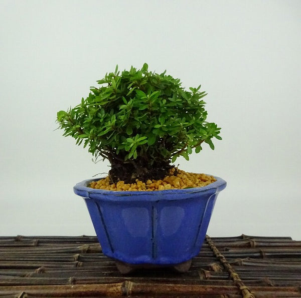 盆栽 皐月 早乙女小町 樹高 約10cm さつき Rhododendron indicum サツキ ツツジ科 常緑樹 観賞用 小品 u1198429857