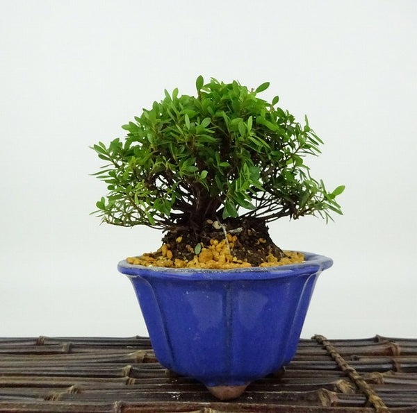 盆栽 皐月 早乙女小町 樹高 約10cm さつき Rhododendron indicum サツキ ツツジ科 常緑樹 観賞用 小品 s1198412982