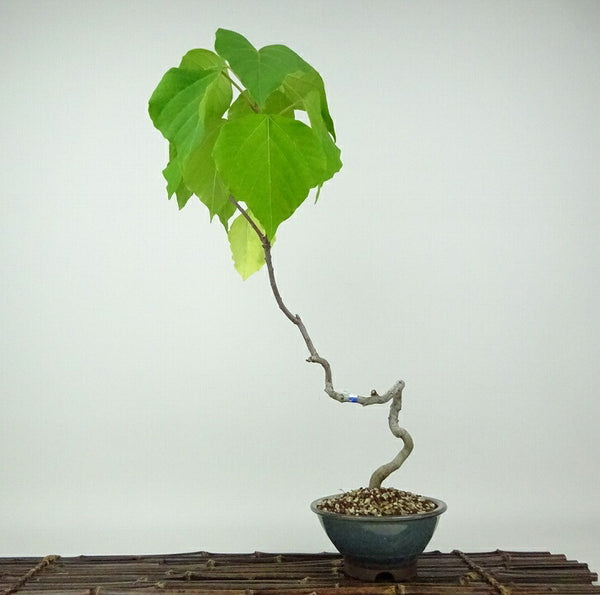 盆栽 赤芽柏 樹高 約38cm あかめがしわ Mallotus japonicus アカメガシワ トウダイグサ科 アカメガシワ属 落葉樹 観賞用 v1198438721