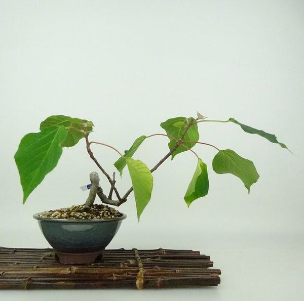 盆栽 赤芽柏 樹高 約16cm あかめがしわ Mallotus japonicus アカメガシワ トウダイグサ科 アカメガシワ属 落葉樹 観賞用 小品 m1198406682