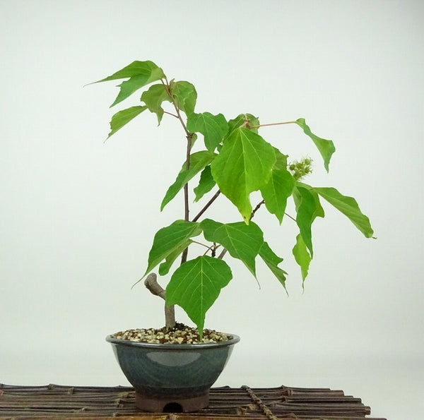 盆栽 赤芽柏 樹高 約30cm あかめがしわ Mallotus japonicus アカメガシワ トウダイグサ科 アカメガシワ属 落葉樹 観賞用 t1198413953