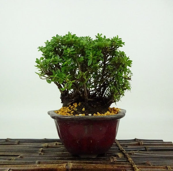 盆栽 皐月 早乙女小町 樹高 約12cm さつき Rhododendron indicum サツキ ツツジ科 常緑樹 観賞用 小品 t1198414500