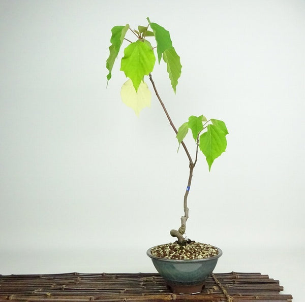 盆栽 赤芽柏 樹高 約43cm あかめがしわ Mallotus japonicus アカメガシワ トウダイグサ科 アカメガシワ属 落葉樹 観賞用 n1198414406