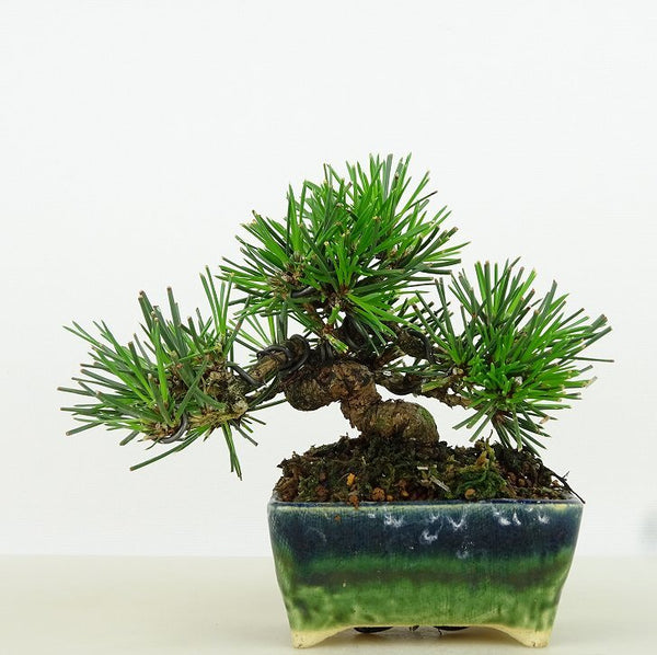 盆栽 松 黒松 樹高 約9cm くろまつ Pinus thunbergii クロマツ マツ科 常緑針葉樹 観賞用 小品 e1198415354