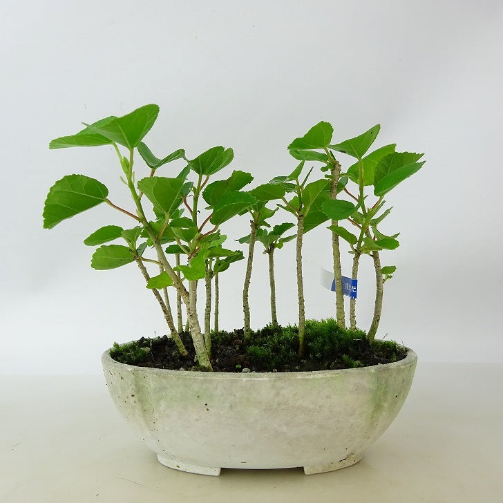 盆栽 浜朴 黄槿 樹高 約8cm はまぼう Hibiscus hamabo ハマボウ 紅葉 アオイ科 落葉樹 観賞用 小品 ...