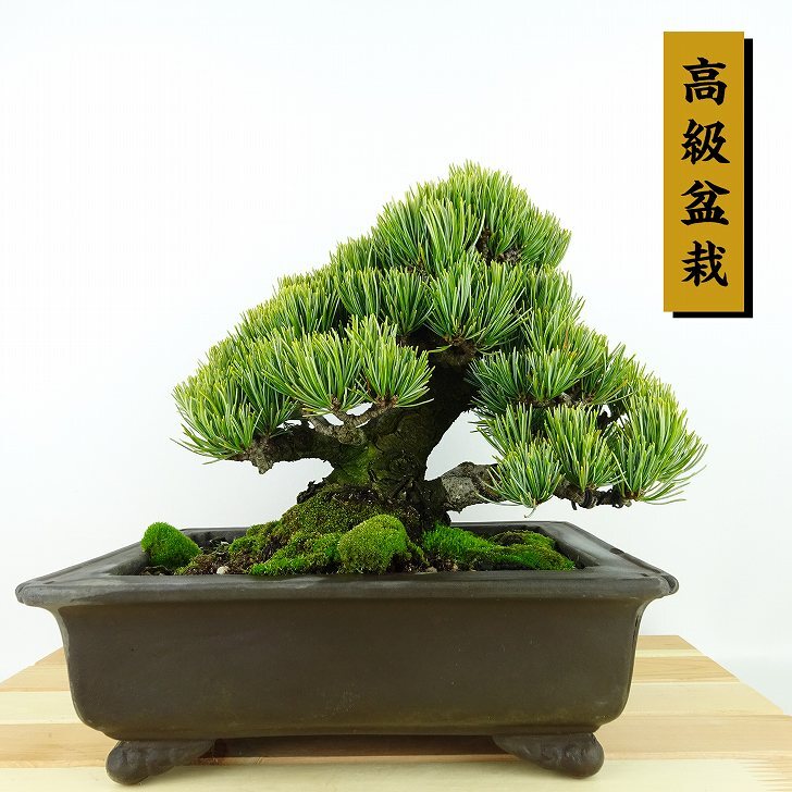 盆栽 松 五葉松 宮島 樹高 約18cm ごようまつ 高級盆栽 Pinus parviflora ゴヨウマツ マツ科 常緑針葉樹 観賞用 小品 ...