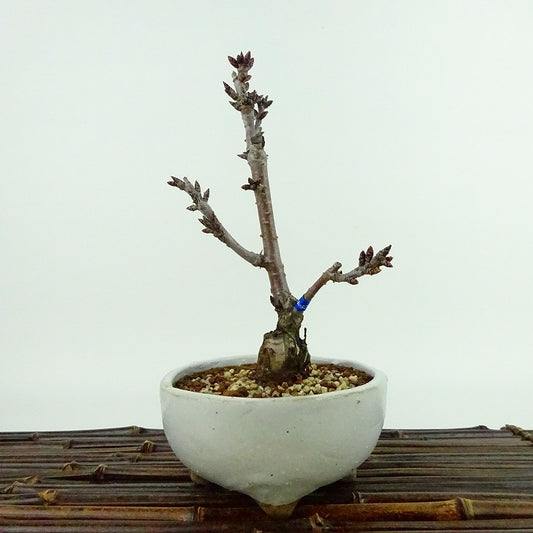 真柏盆栽糸魚川真柏板幹小品盆栽樹高15cm (黒松、五葉松、桧、紅葉)