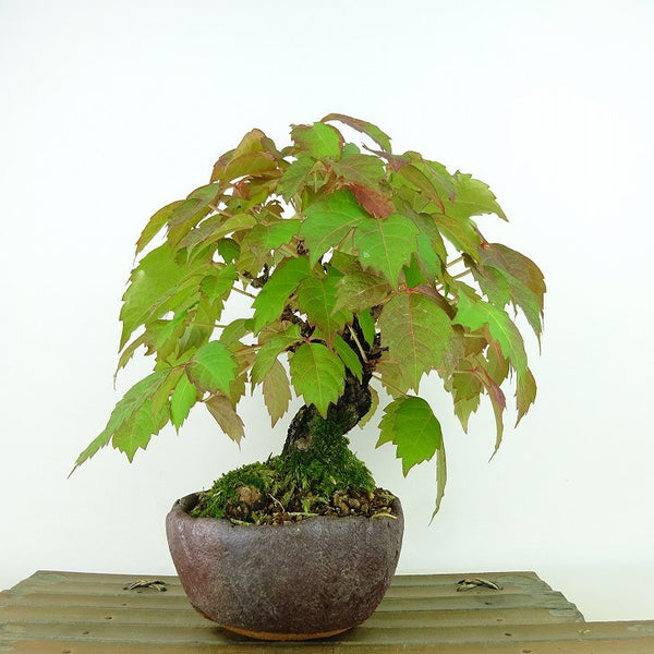 盆栽 蔦 樹高 約20cm つた Parthenocissus tricuspidata ツタ つる性 ブドウ科 ツタ属 落葉樹 観賞用 小品 d1144061625