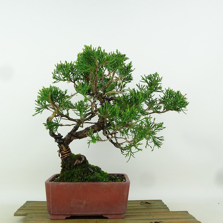 盆栽 真柏 樹高 約22cm しんぱく Juniperus chinensis シンパク “ジン” ヒノキ科 常緑樹 観賞用 ...