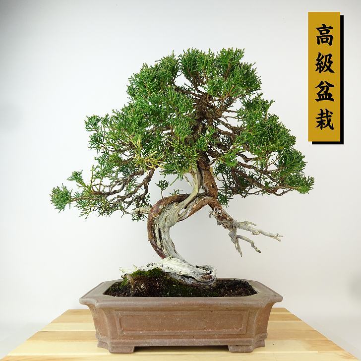 盆栽 真柏 樹高 約34cm しんぱく 高級盆栽 Juniperus chinensis シンパク ジン シャリ ヒノキ科 常緑樹 観賞用 ...