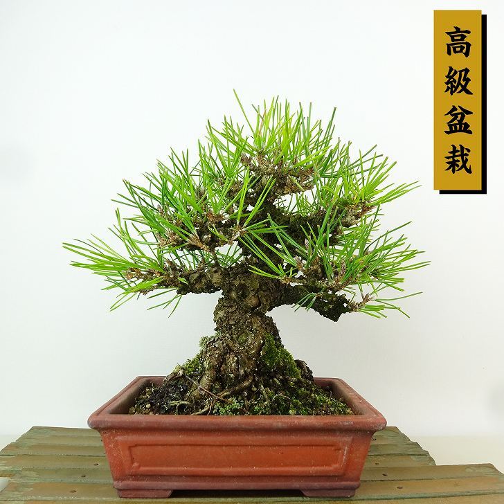 盆栽 松 黒松 樹高 約19cm くろまつ 高級盆栽 Pinus thunbergii クロマツ マツ科 常緑針葉樹 観賞用 小品 ...