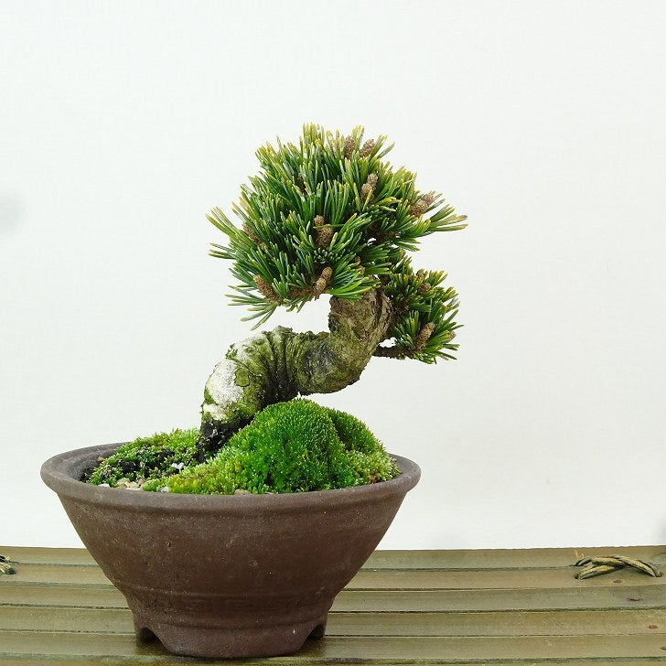 瑞祥五葉松樹高22cm 樹齢25年以上小品盆栽黒松赤松真柏五葉松