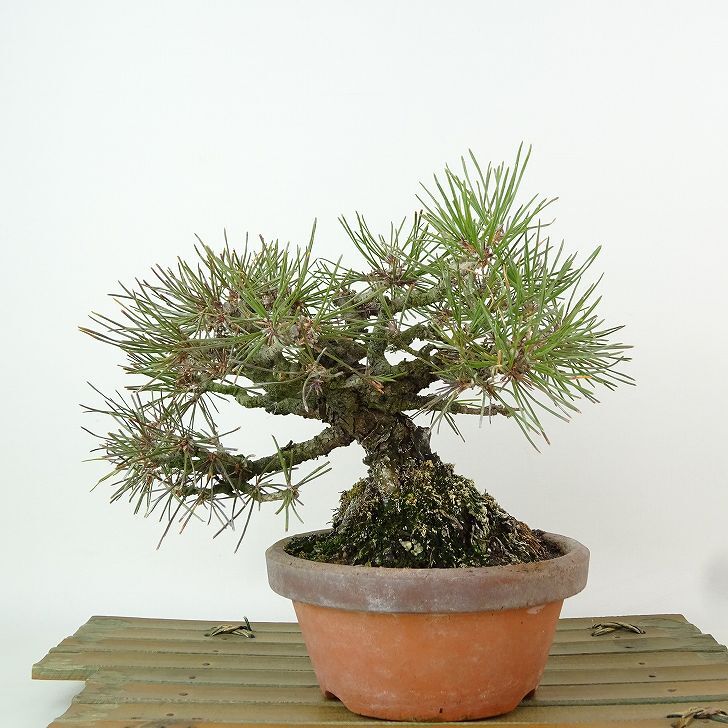 盆栽 松 赤松 樹高 約14cm あかまつ Pinus densiflora アカマツ red pine マツ科 常緑樹 観賞用 小品 ...