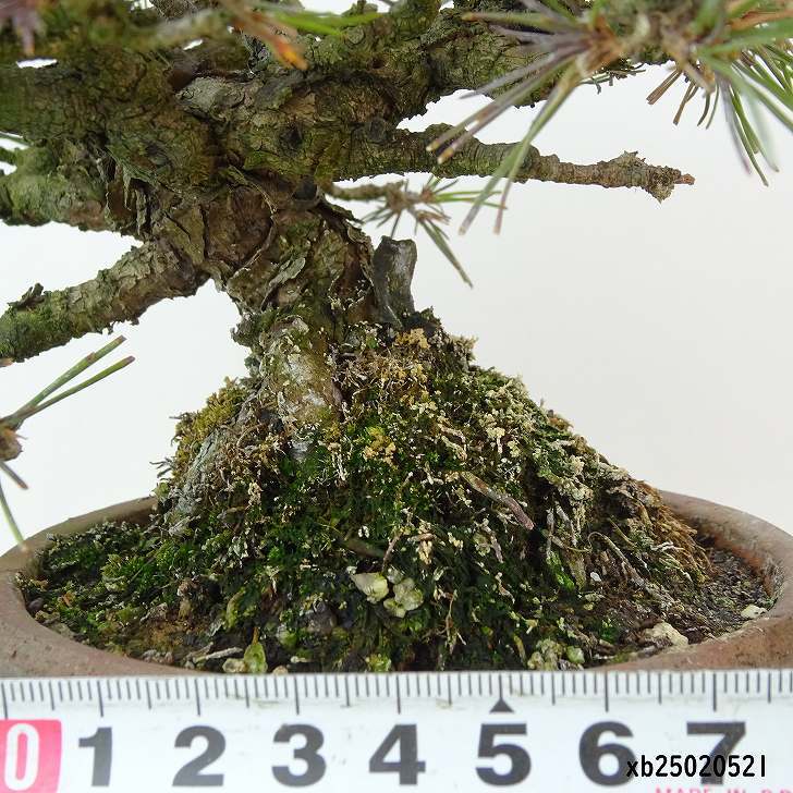 盆栽 松 赤松 樹高 約14cm あかまつ Pinus densiflora アカマツ red