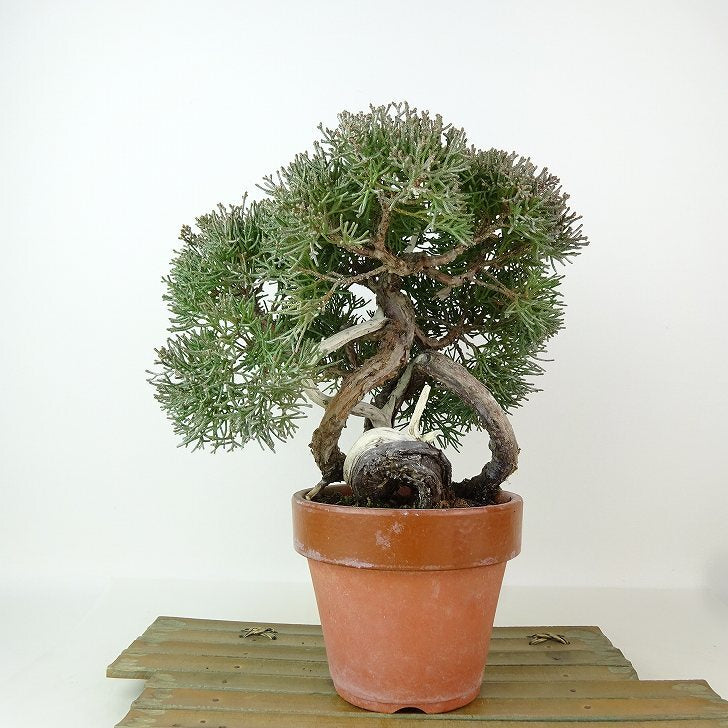 盆栽 真柏 樹高 約18cm しんぱく Juniperus chinensis シンパク ジン シャリ ヒノキ科 常緑樹 観賞用 小品 ...