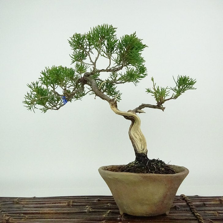 盆栽 真柏 樹高 約23cm しんぱく Juniperus chinensis シンパク ジン シャリ ヒノキ科 常緑樹 観賞用 ...