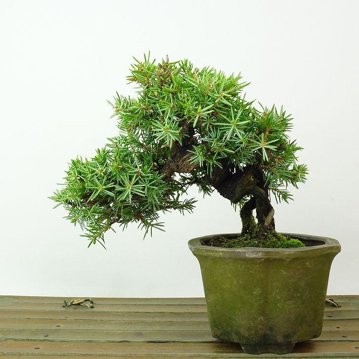 盆栽 松 杜松 樹高 約11cm としょう Juniperus rigida トショウ ヒノキ科 常緑針葉樹 観賞用 小品 ...