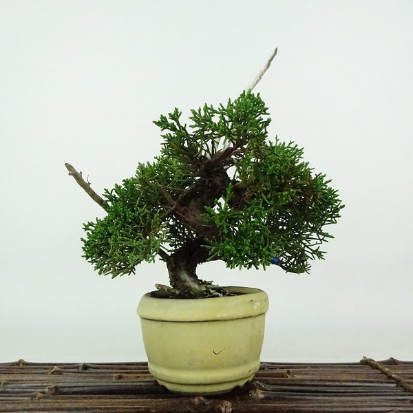 盆栽 真柏 樹高 約19cm しんぱく Juniperus chinensis シンパク ジン シャリ ヒノキ科 常緑樹 観賞用 小品 l1179938523