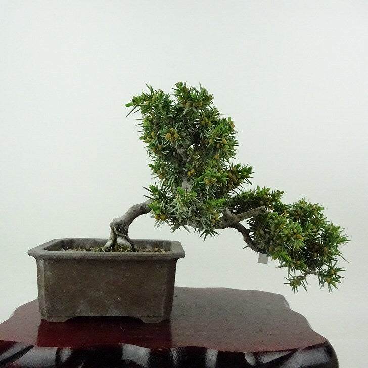 盆栽 松 杜松 樹高 約12cm としょう Juniperus rigida トショウ ヒノキ科 常緑針葉樹 観賞用 小品 ...