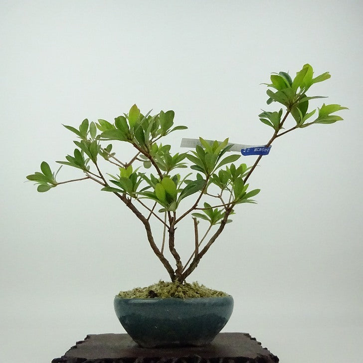 盆栽 皐月 八咫の鏡 樹高 約18cm さつき Rhododendron indicum サツキ