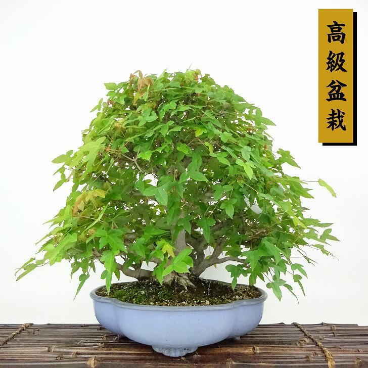 盆栽　楓　樹高30cm 盆栽楓樹高30cm